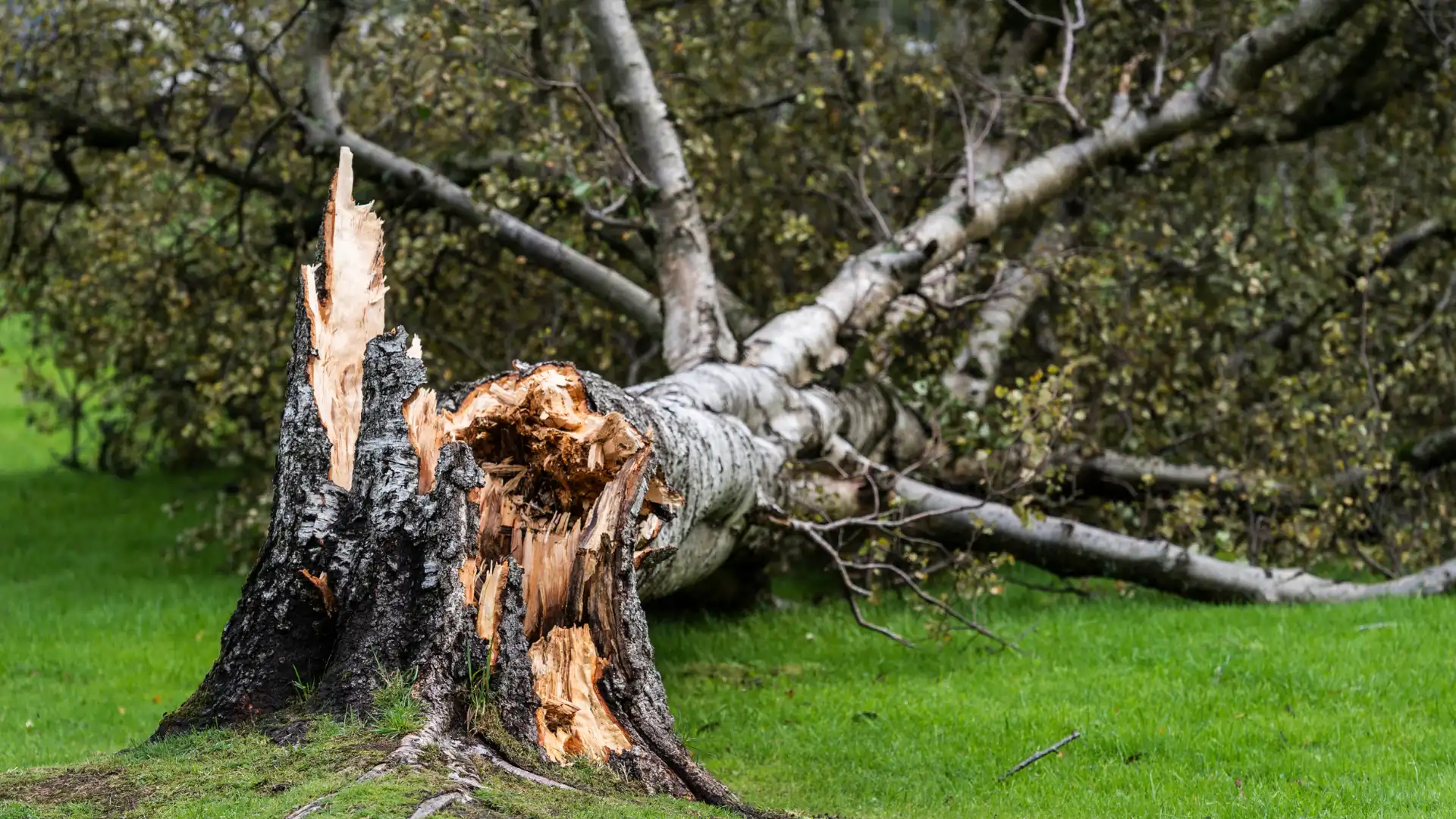 broken tree trunk montgomery county maryland