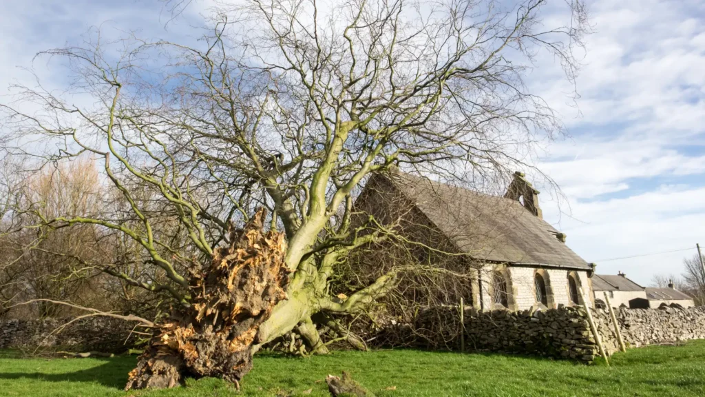 maryland licensed tree experts in montgomery county