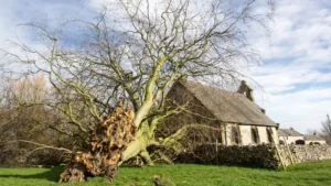 maryland licensed tree experts in montgomery county