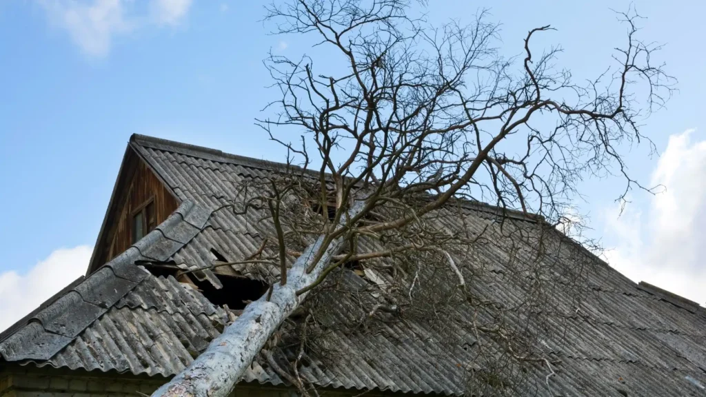 tree on house