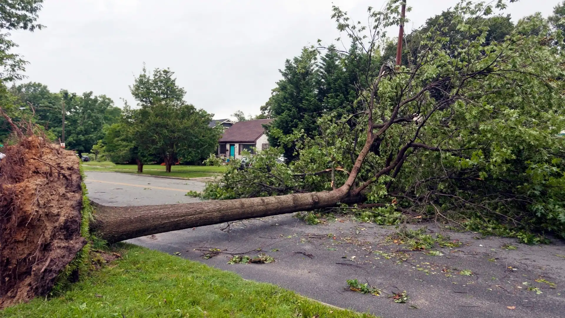 tree fell on road after storm