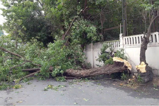 fallen tree on a fence demonstrating how to determine an emergency vs non emergency tree situation in Montgomery County Maryland