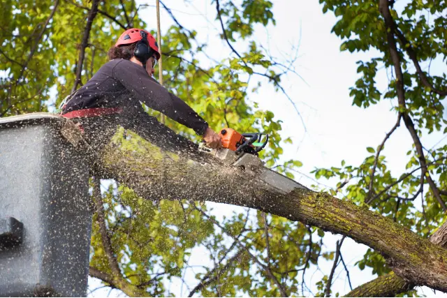 tree removal expert demonstrating how emergency tree removal works in Montgomery County Maryland
