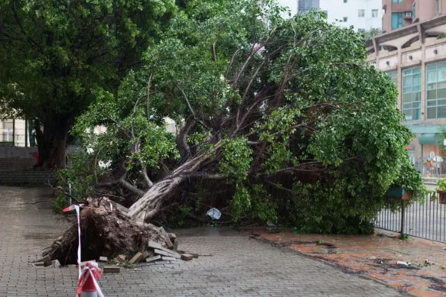 a fallen tree blocking a public road showing showing how tree on commercial property removal in Montgomery County works