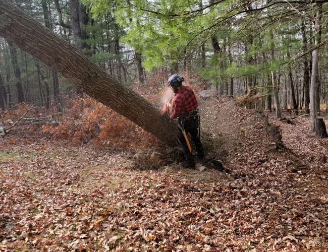 Damage after tree fell on house Maryland residential property