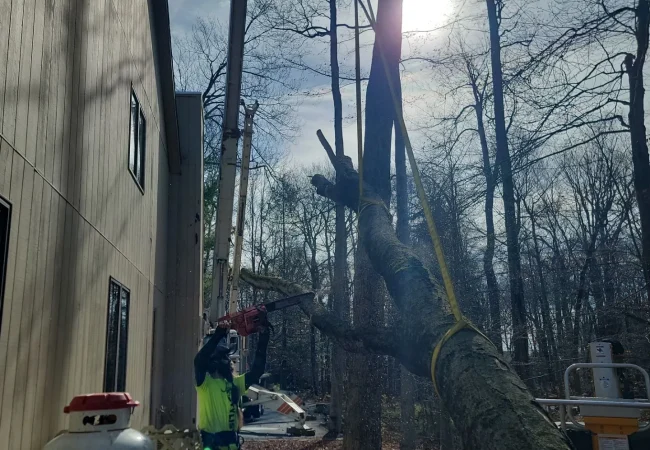 Insured professional tree removal Montgomery County Maryland
