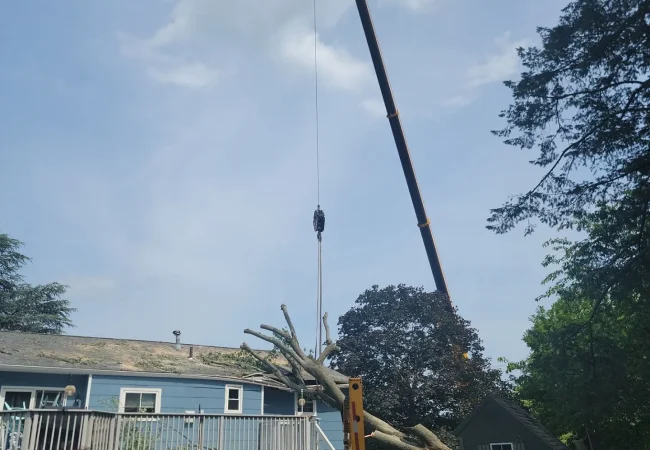 Insured tree on roof removal service Maryland
