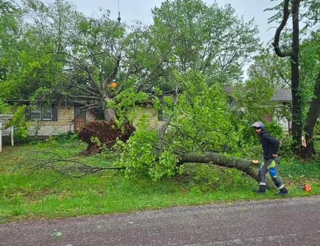 Insured tree removal service removing fallen tree Montgomery County