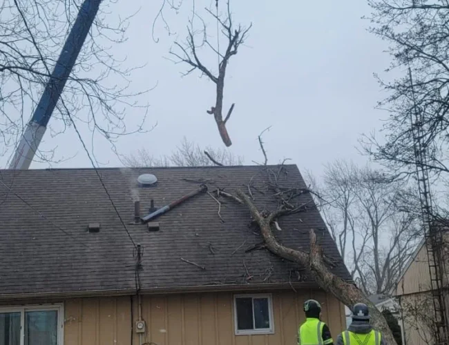 Large tree fell on house needing immediate removal Maryland