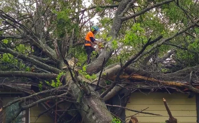 Licensed emergency tree service removing fallen tree Montgomery County(1)