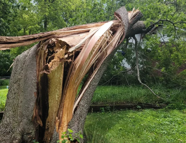 Licensed emergency tree service specialist Montgomery County Maryland