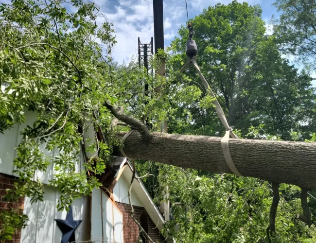 Tree on roof removal specialist Maryland residential property